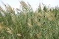 Giant reed Arundo donax Royalty Free Stock Photo