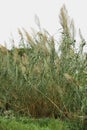 Giant reed Arundo donax Royalty Free Stock Photo