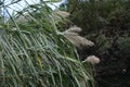 Giant reed Arundo donax Royalty Free Stock Photo