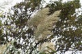 Giant reed Arundo donax Royalty Free Stock Photo