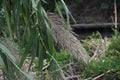 Giant reed Arundo donax Royalty Free Stock Photo