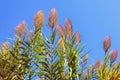 Giant reed Arundo donax - green leaves and flowers against blue sky Royalty Free Stock Photo