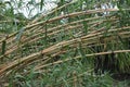 Giant reed Arundo donax Royalty Free Stock Photo