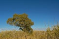 Giant reed plants and tree in Guadalhorce river estuary nature reserve, Malaga, Spain Royalty Free Stock Photo