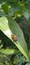 giant resin bee and resin sculpture bee is a species of leafcutting bee belonging to the family Megachilidae