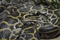 Giant Reticulated Python (Broghammerus reticulatus