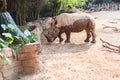 Giant rhino in zoo Royalty Free Stock Photo