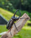 Giant rhinoceros beetle Royalty Free Stock Photo