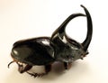 Giant rhinoceros beetle Eunema pan from Peru. Isolated. Collection beetles. Dynastidae. Coleoptera. Royalty Free Stock Photo