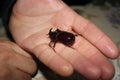 Giant rhinoceros beetle in hand Royalty Free Stock Photo