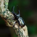 Giant rhinoceros beetle Royalty Free Stock Photo