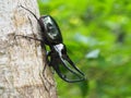 Giant rhinoceros beetle