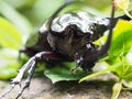 Giant rhinoceros beetle