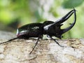 Giant rhinoceros beetle Royalty Free Stock Photo