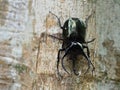 Giant rhinoceros beetle