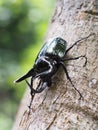 Giant rhinoceros beetle