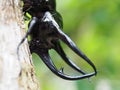 Giant rhinoceros beetle