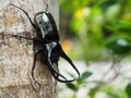 Giant rhinoceros beetle Royalty Free Stock Photo