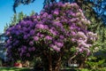 Giant Rhododendrons of Burien 1