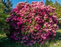 Giant Rhododendrons of Burien 2 Royalty Free Stock Photo