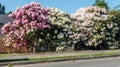 Giant Rhododendrons of Burien 6