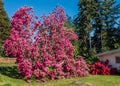 Giant Rhododendrons of Burien 7 Royalty Free Stock Photo