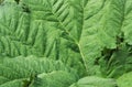 Giant rhubarb