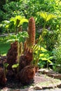 Giant rhubarb, or Gunnera manicata flower in a garden Royalty Free Stock Photo