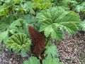 The Giant rhubarb Gunnera tinctoria, Chilean rhubarb, Chile-Mammutblatt, Chile-Rhabarber, La nalca, Pangue or Divovska rabarbara Royalty Free Stock Photo