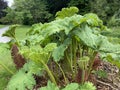 The Giant rhubarb Gunnera tinctoria, Chilean rhubarb, Chile-Mammutblatt, Chile-Rhabarber, La nalca, Pangue or Divovska rabarbara Royalty Free Stock Photo