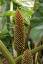 Giant rhubarb Gunnera tinctoria, reddish-green flowers Royalty Free Stock Photo