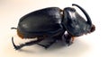 Giant rhynoceros beetle Oryctes gigas from Madagascar. Isolated. Dynastiidae. Collection beetles. Coleoptera.