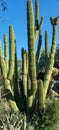 Giant Ribbed Saguaro Cactus Plants 100-150 yrs Native Desert Wild plants Nature Photography