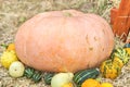 Giant ripe pumpkin on the straw surrounded by small pumpkins after harvest. Royalty Free Stock Photo