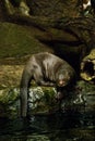 Giant River Otter Royalty Free Stock Photo