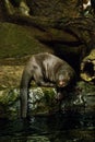 Giant River Otter