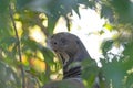 Giant River Otter Looking out from a Jungle Resting Area