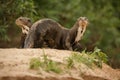 Giant river otter in the nature habitat