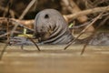 Giant river otter in the nature habitat