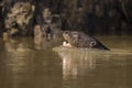 Giant River Otter, Pantanal, Mato Grosso, Brazil Royalty Free Stock Photo