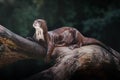 Giant River Otter Royalty Free Stock Photo