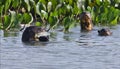 A giant river otter Pteronura brasiliensis, eating a Pirana fish, in Pantanal, Brazil Royalty Free Stock Photo