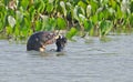 A giant river otter Pteronura brasiliensis, eating a Pirana fish, in Pantanal, Brazil Royalty Free Stock Photo