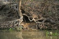 Giant-river otter, Pteronura brasiliensis Royalty Free Stock Photo