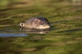 Giant-river otter, Pteronura brasiliensis Royalty Free Stock Photo