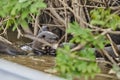 giant river otter Pteronura brasiliensis a South American carnivorous mammal