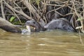 Giant river otter, Pteronura brasiliensis, a South American carnivorous mammal