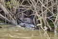 Giant river otter, Pteronura brasiliensis, a South American carnivorous mammal