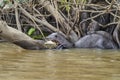 giant river otter, Pteronura brasiliensis, a South American carnivorous mammal