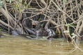 giant river otter, Pteronura brasiliensis, a South American carnivorous mammal